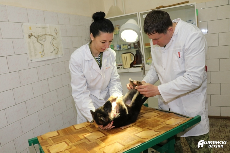 Как служат четырехлапые пограничники