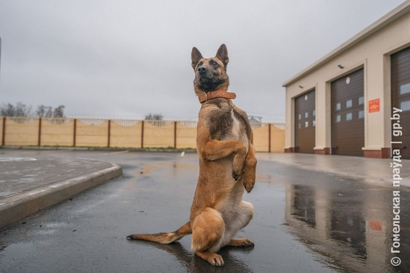 Пограничники заставы "Хойники" несут службу в экстремальных условиях Полесского заповедника