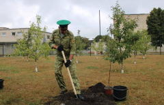 В рамках акции, которая проходит с 10 по 17 сентября, командование Брестской пограничной группы высадило яблони