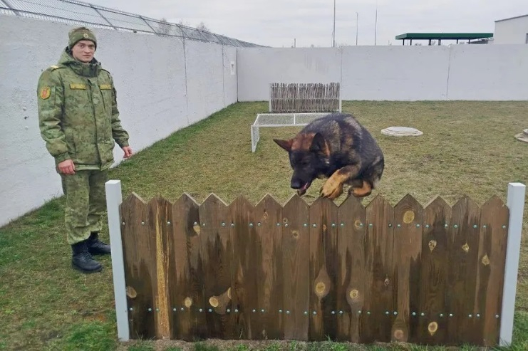 Инженер-программист, ставший кинологом: история Владислава Поболовца