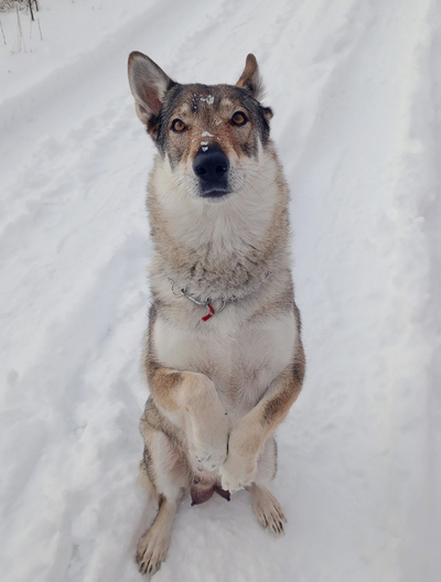 Старший инспектор отделения службы собак Лидского погранотряда Ольга Островская.