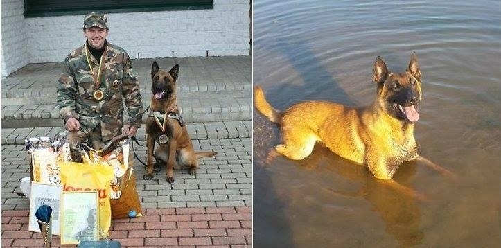 Трехлетний Рамзис был лучшей собакой на пограничной службе Литвы; овчарка погибла при выполнении долга