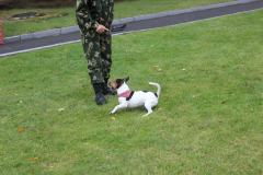 День открытых дверей Брестская пограничная группа..выступление кинологов