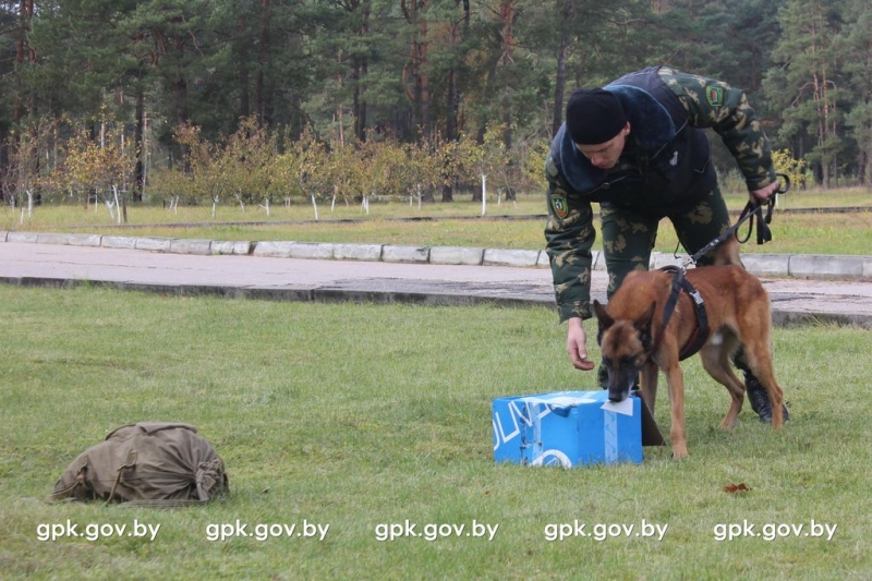 В Сморгони завершились соревнования специалистов-кинологов...