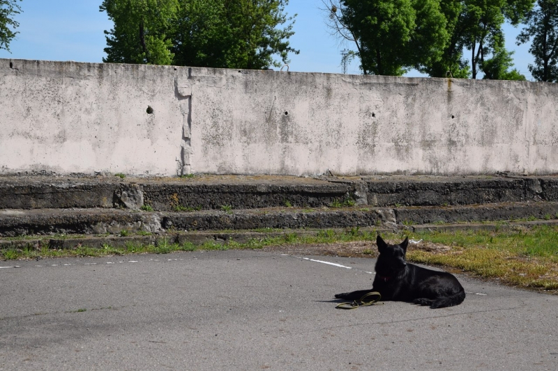 выступления 28 мая 2017 Брест