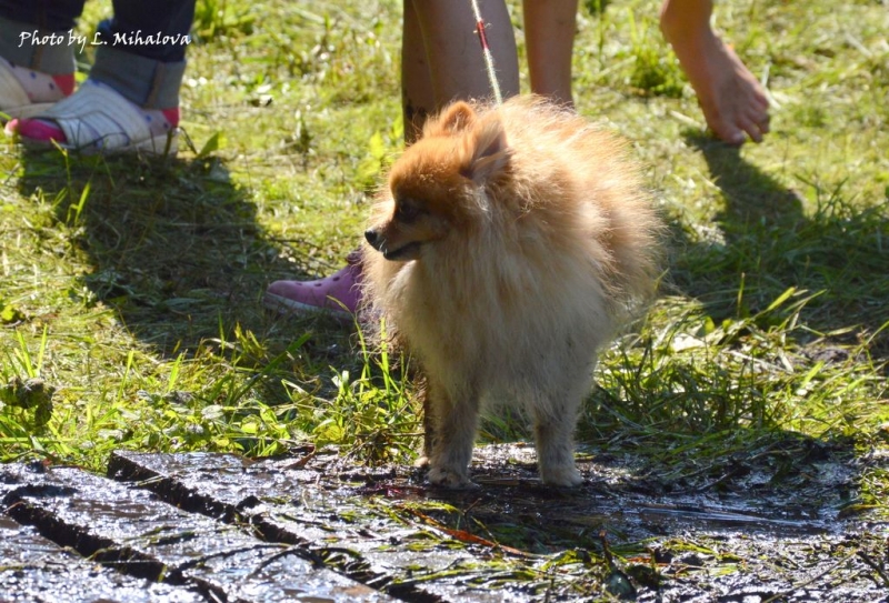 XII-й кинологический биатлон "Латвия - 2017"