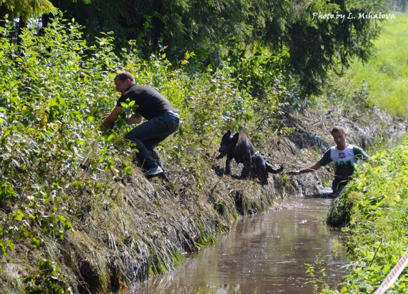 XII-й кинологический биатлон "Латвия - 2017"