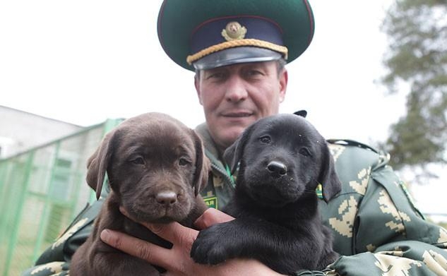 ФОТОФАКТ: Соревнования среди специалистов-кинологов проходят в Сморгонской погрангруппе..