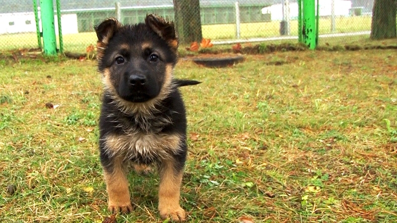Подготовка служебных собак в кинологическом центре
